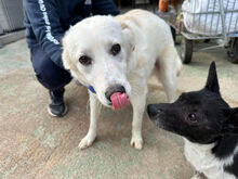 ANGEL, Hund, Mischlingshund in Italien - Bild 5