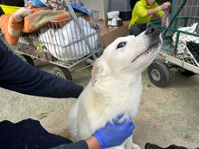 ANGEL, Hund, Mischlingshund in Italien - Bild 6