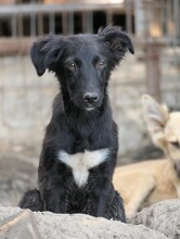 WILMA, Hund, Mischlingshund in Rumänien - Bild 2