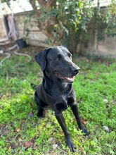 KEO, Hund, Labrador-Mix in Spanien - Bild 1