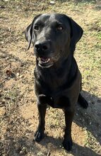 KEO, Hund, Labrador-Mix in Spanien - Bild 2