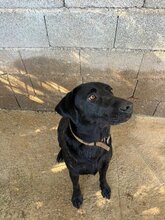 KEO, Hund, Labrador-Mix in Spanien - Bild 3