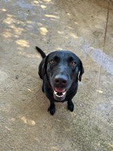 KEO, Hund, Labrador-Mix in Spanien - Bild 4