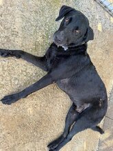 KEO, Hund, Labrador-Mix in Spanien - Bild 5