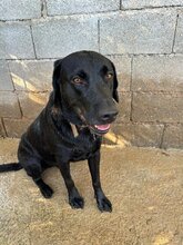 KEO, Hund, Labrador-Mix in Spanien - Bild 6