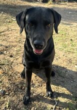 KEO, Hund, Labrador-Mix in Spanien - Bild 7