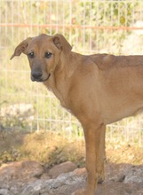 FIETE, Hund, Deutscher Schäferhund-Mix in Spanien - Bild 2