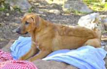 FIETE, Hund, Deutscher Schäferhund-Mix in Spanien - Bild 7