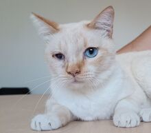 VINCENT, Katze, Thai-Siam-Mix in Kellinghusen - Bild 10