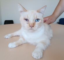 VINCENT, Katze, Thai-Siam-Mix in Kellinghusen - Bild 11