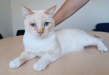 VINCENT, Katze, Thai-Siam-Mix in Kellinghusen - Bild 12