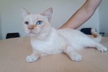 VINCENT, Katze, Thai-Siam-Mix in Kellinghusen - Bild 13