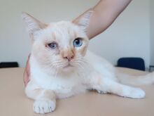 VINCENT, Katze, Thai-Siam-Mix in Kellinghusen - Bild 2