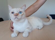 VINCENT, Katze, Thai-Siam-Mix in Kellinghusen - Bild 3