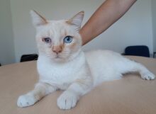 VINCENT, Katze, Thai-Siam-Mix in Kellinghusen - Bild 5