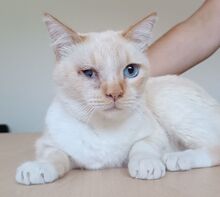 VINCENT, Katze, Thai-Siam-Mix in Kellinghusen - Bild 7