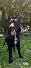 XADEN, Hund, Mischlingshund in Kroatien - Bild 8