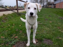 JAN, Hund, Mischlingshund in Oer-Erkenschwick - Bild 3