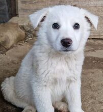 FINLEY, Hund, Maremmano-Mix in Kreuzau - Bild 18