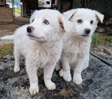 FINLEY, Hund, Maremmano-Mix in Kreuzau - Bild 19