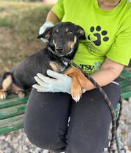 MILLY, Hund, Mischlingshund in Bulgarien - Bild 10