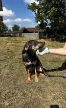 MILLY, Hund, Mischlingshund in Bulgarien - Bild 6