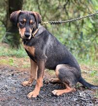 AIDA, Hund, Mischlingshund in Slowakische Republik - Bild 2