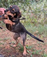 AIDA, Hund, Mischlingshund in Slowakische Republik - Bild 3