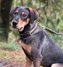 AIDA, Hund, Mischlingshund in Slowakische Republik - Bild 4