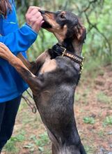 AIDA, Hund, Mischlingshund in Slowakische Republik - Bild 7