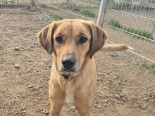 JANIS, Hund, Jagdhund in Leimen - Bild 2