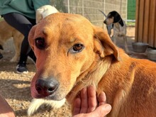 JANIS, Hund, Jagdhund in Leimen - Bild 4