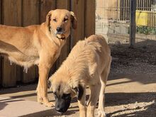 JANIS, Hund, Jagdhund in Leimen - Bild 5