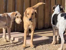 JANIS, Hund, Jagdhund in Leimen - Bild 6