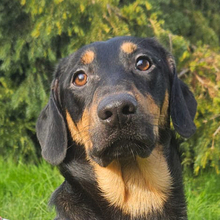 DAVOR, Hund, Mischlingshund in Kroatien - Bild 1