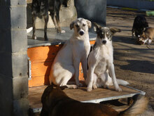 GLORIA, Hund, Mischlingshund in Bulgarien - Bild 12