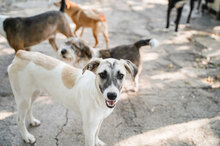 GLORIA, Hund, Mischlingshund in Bulgarien - Bild 13