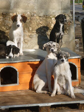 GLORIA, Hund, Mischlingshund in Bulgarien - Bild 14