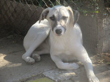 GLORIA, Hund, Mischlingshund in Bulgarien - Bild 17