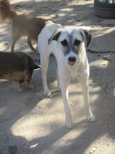 GLORIA, Hund, Mischlingshund in Bulgarien - Bild 19