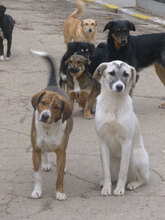 GLORIA, Hund, Mischlingshund in Bulgarien - Bild 2