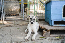 GLORIA, Hund, Mischlingshund in Bulgarien - Bild 4