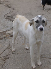 GLORIA, Hund, Mischlingshund in Bulgarien - Bild 5