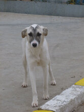 GLORIA, Hund, Mischlingshund in Bulgarien - Bild 6