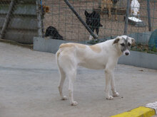 GLORIA, Hund, Mischlingshund in Bulgarien - Bild 9