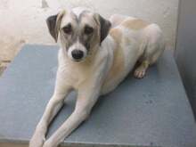 GLORIA, Hund, Mischlingshund in Berlin