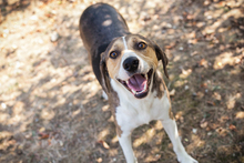 JAY, Hund, Mischlingshund in Kroatien - Bild 2