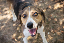 JAY, Hund, Mischlingshund in Kroatien - Bild 3