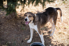 JAY, Hund, Mischlingshund in Kroatien - Bild 4