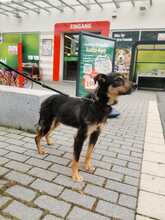 ZAMU, Hund, Mischlingshund in Zwiesel - Bild 2